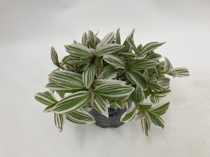 Tradescantia albiflora 'White Cobra'   T 10,5