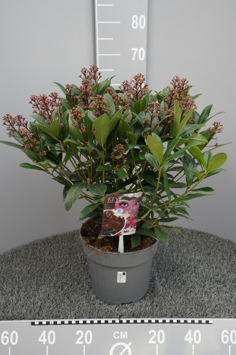 Skimmia japonica 'Mica'   T 24