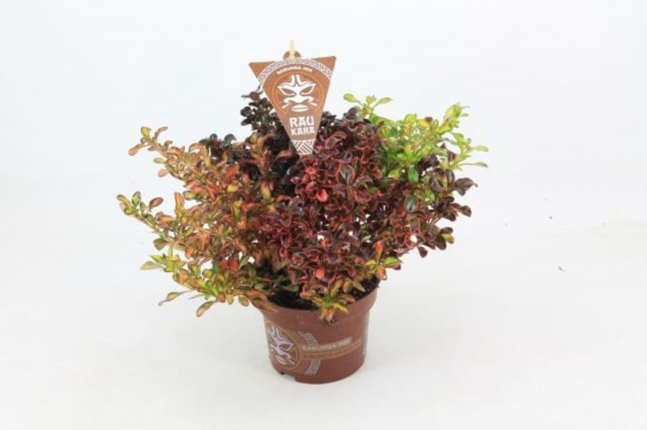 Coprosma Hybriden RAU KARA T 13 TRIO