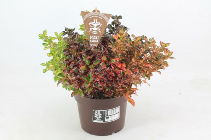 Coprosma Hybriden RAU KARA T 17 TRIO