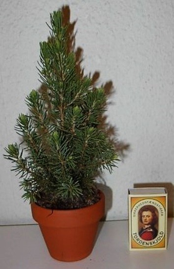 Picea glauca 'Conica Perfecta' T 7   Tontopf