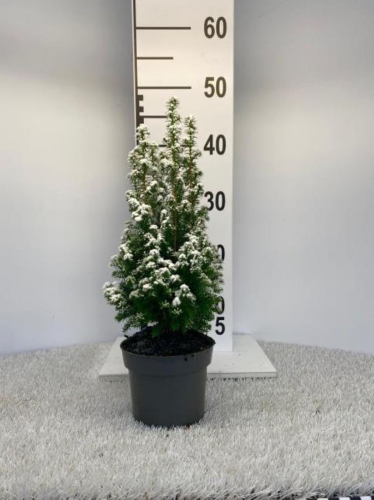 Chamaecyparis thyoides 'Top Point' T 13  mit Schnee