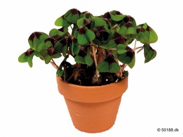 Oxalis deppei T 6 Tontopf