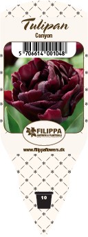 Tulipa-Hybrid 'Canyon'   (dunkelrot, gefüllt)  T 10