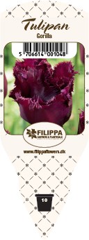 Tulipa-Hybriden 'Gorilla'   (bordeaux, gefranst)   T 10