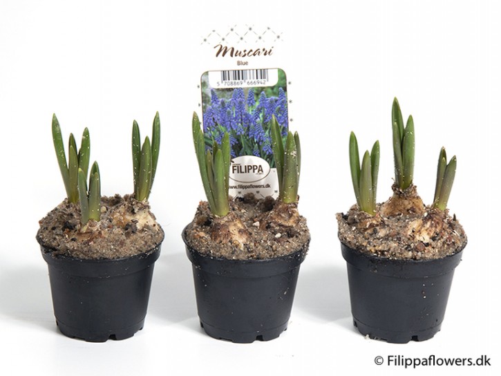 Muscari armeniacum 'Blue Magic'   T 6   MINI