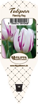 Tulipa-Hybriden 'Flaming Flag' T 10