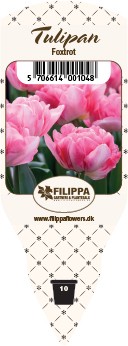 Tulipa-Hybriden 'Foxtrot'   T 10