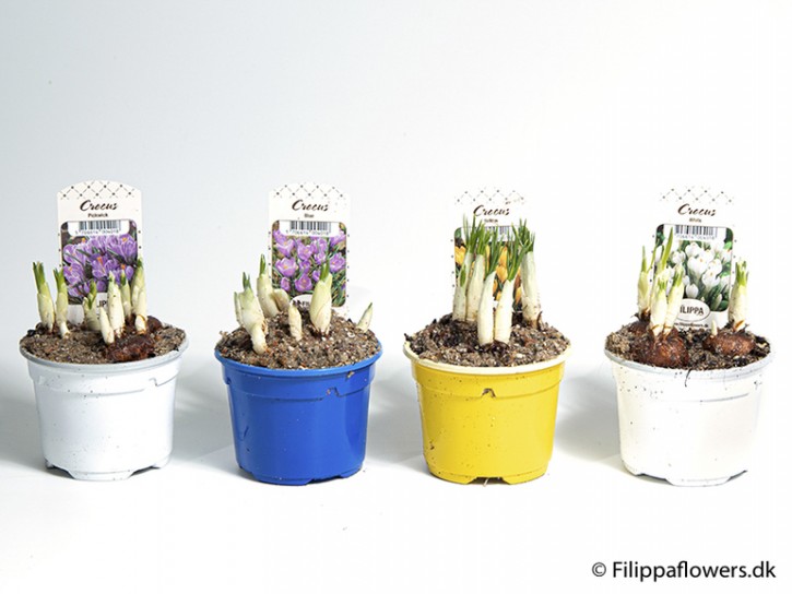 Crocus-Hybriden T 9 BLAU