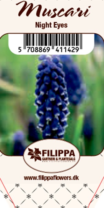 Muscari armeniacum 'Night Eyes'   T 9