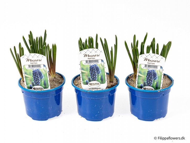 Muscari armeniacum 'Night Eyes'   T 9