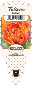 Tulipa Hybriden 'Sunlover' (orange-rot, gefüllt)    T 10