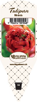 Tulipa Hybriden 'Miranda' (rot, gefüllt)    T 10