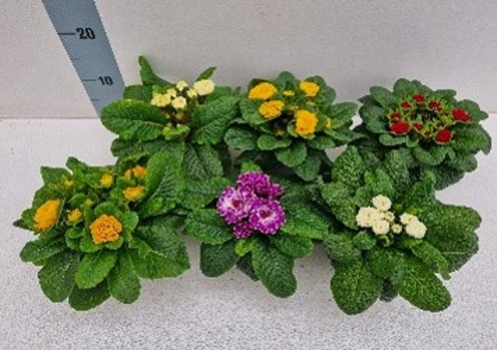 Primula acaulis 'Belarina'  T 12   MIX