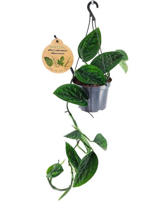Monstera  'Peru' T 12   Ampel