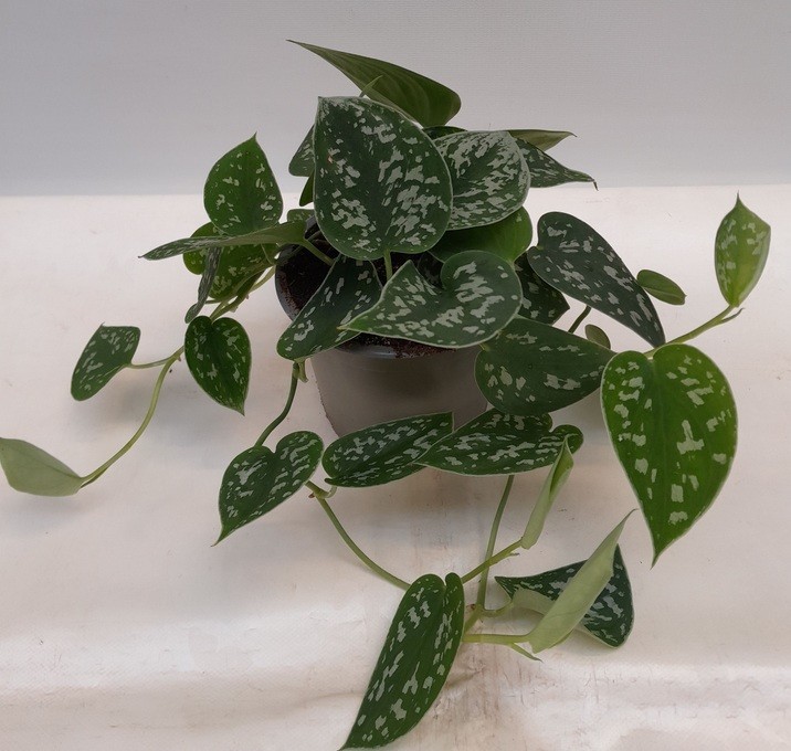 Scindapsus pictus   T 12