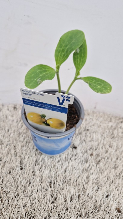 Zucchini (gelb) 'Luneor'   T 10,5