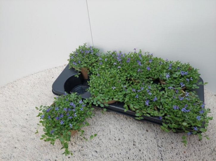 Isotoma fluviatilis   T 13   dunkelblau