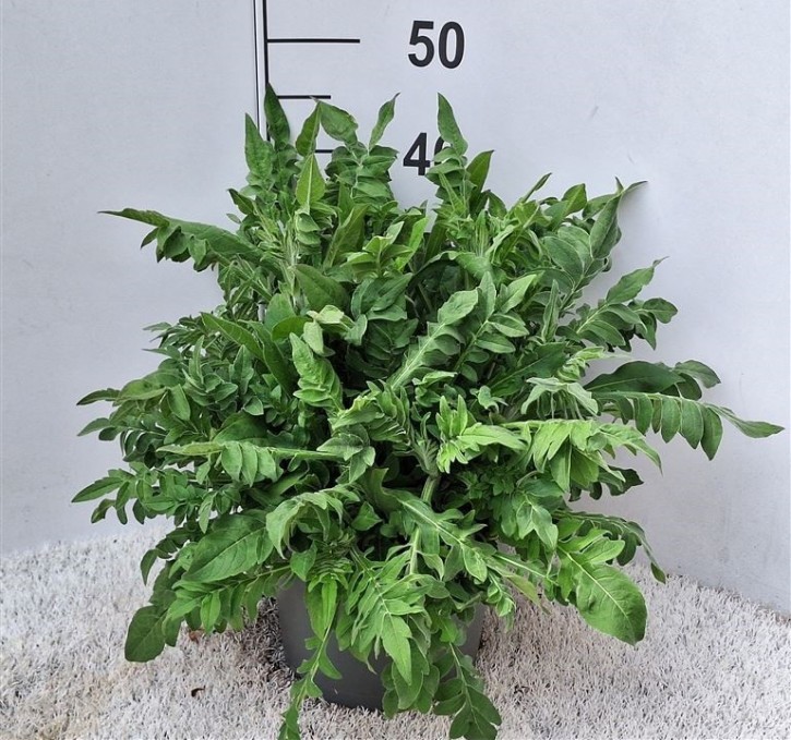 Knautia macedonica   T 23   MIX