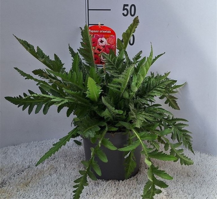 Papaver orientale   T 23   MIX