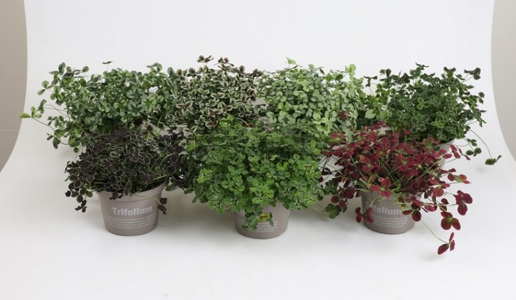Trifolium repens    T 10,5    MIX