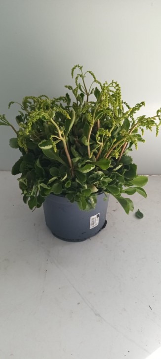 Chiastophyllum oppositifolium T 19