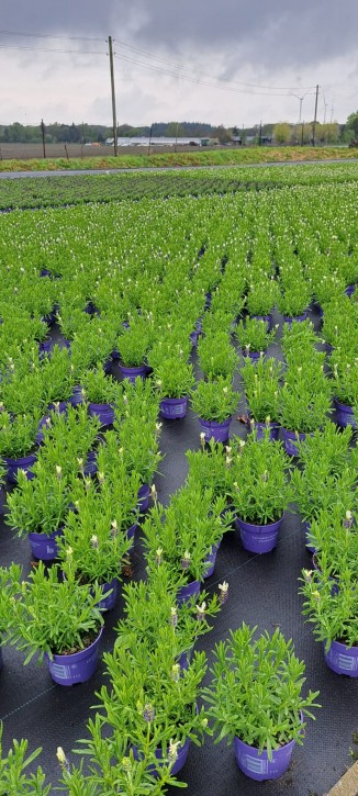 Lavandula stoechas 'Butterfly' T 13