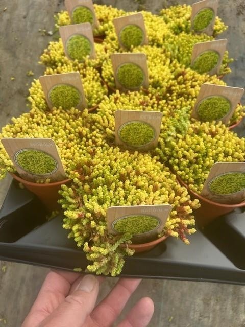 Sedum acre 'Yelllow Queen'    T 12