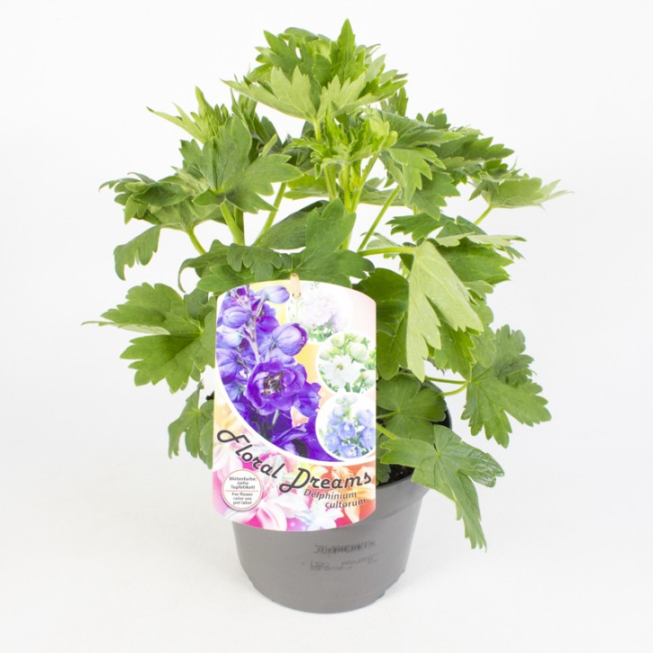 Delphinium Hybride   T 19