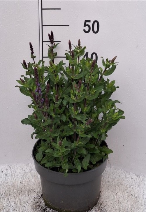 Salvia nemorosa   T 23   MIX