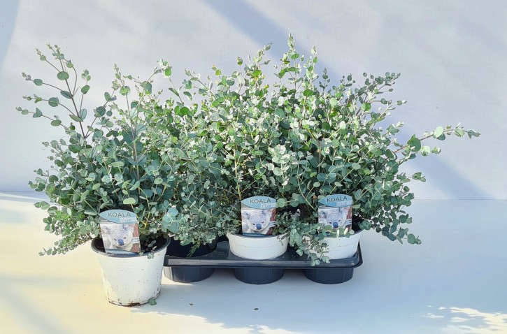 Eucalyptus gunnii 'Koala Blue'   T 14