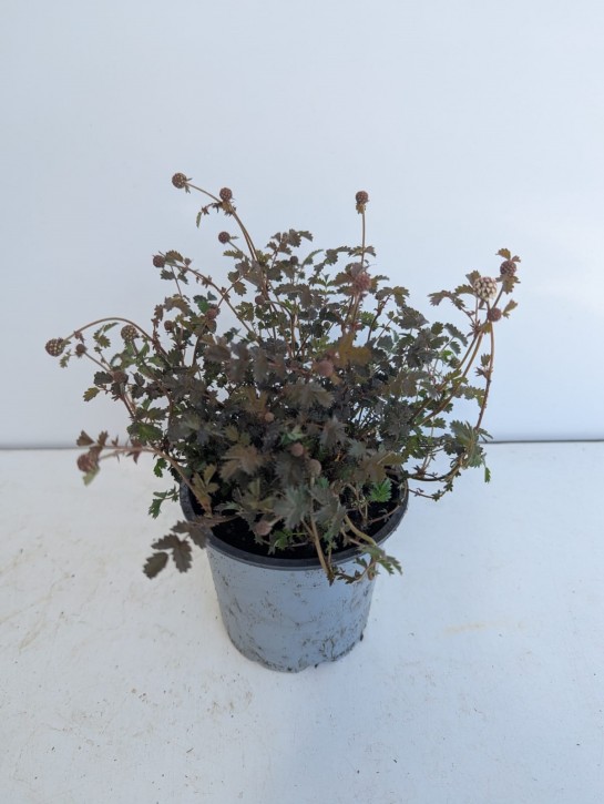 Acaena microphylla   T 11