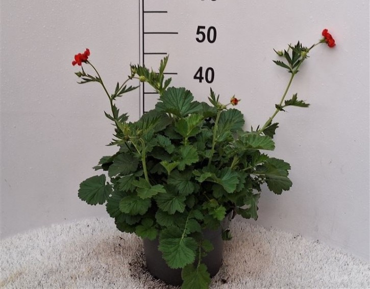 Geum-Hybriden  T 23