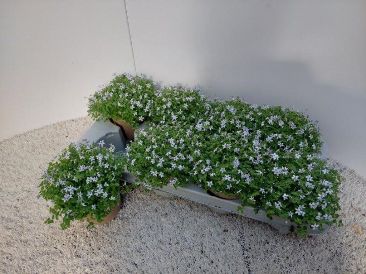 Isotoma fluviatilis   T 13   hellblau