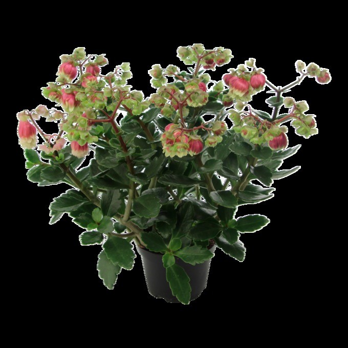 Kalanchoe 'Dolly'   T 13