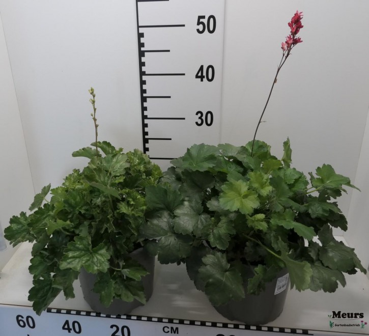Heuchera-villosa 'Candlelights'   T 19   MIX