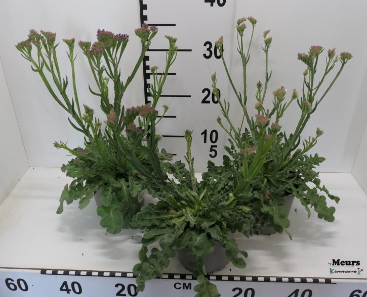 Limonium sinuatum  T 13   MIX