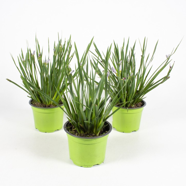 Sisyrinchium angustifolium 'Lucerne'   T 13