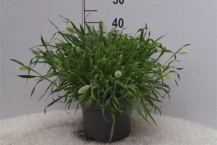 Lagurus ovatus   T 23