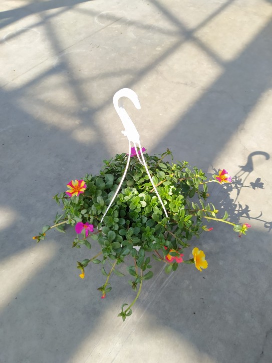 Portulaca grandiflora   T 21   TRIO   Ampel