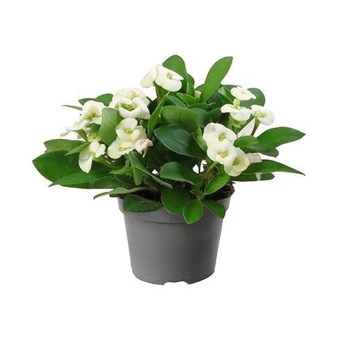 Euphorbia milii 'Hector' T 6 MINI MIX  WEISS