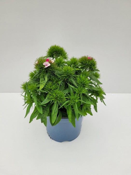 Dianthus barbatus  T 19 TRIO
