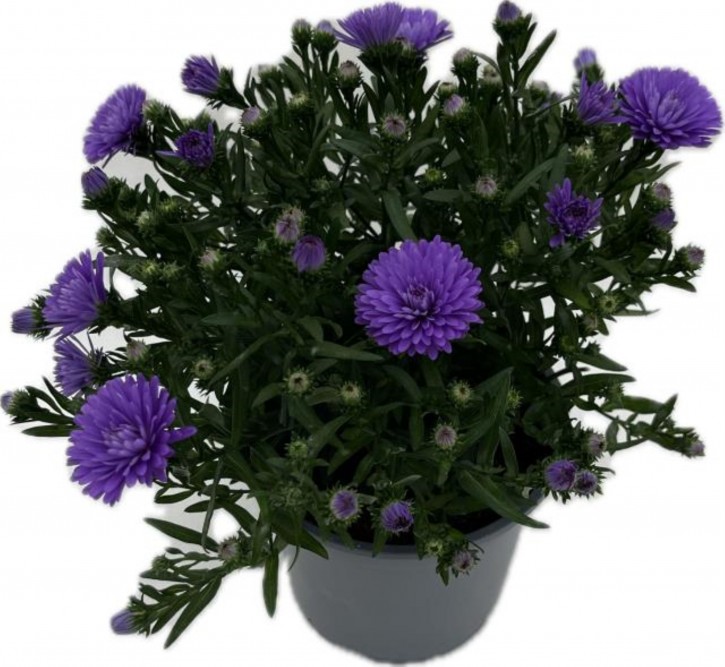 Aster dumosus 'Alpha' T 13   BLAU