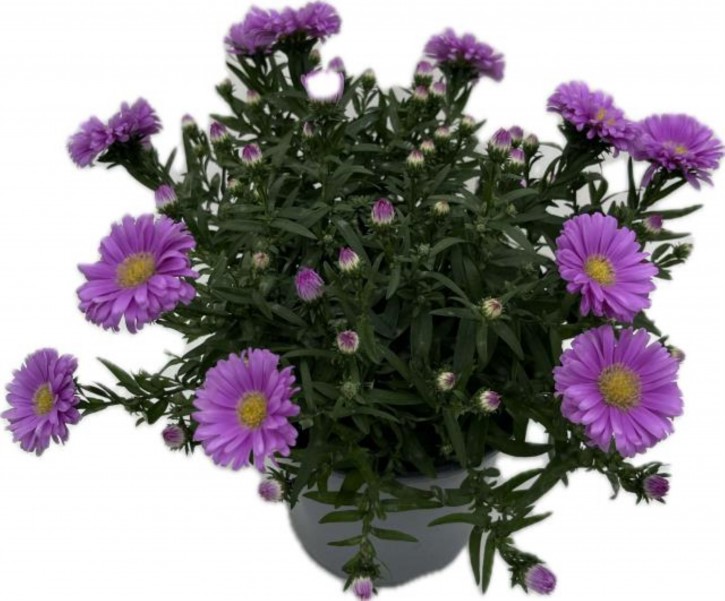 Aster dumosus 'Alpha' T 13   LILA
