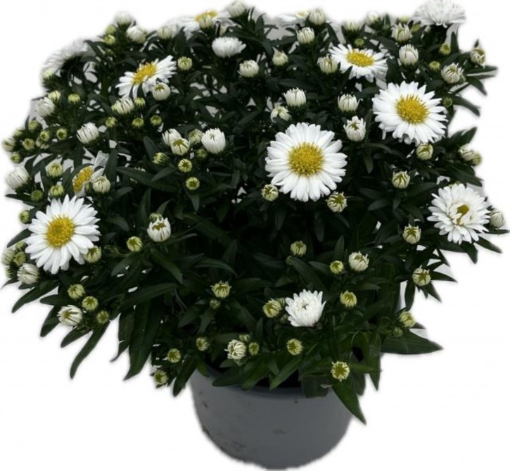 Aster dumosus 'Alpha' T 13   WEISS