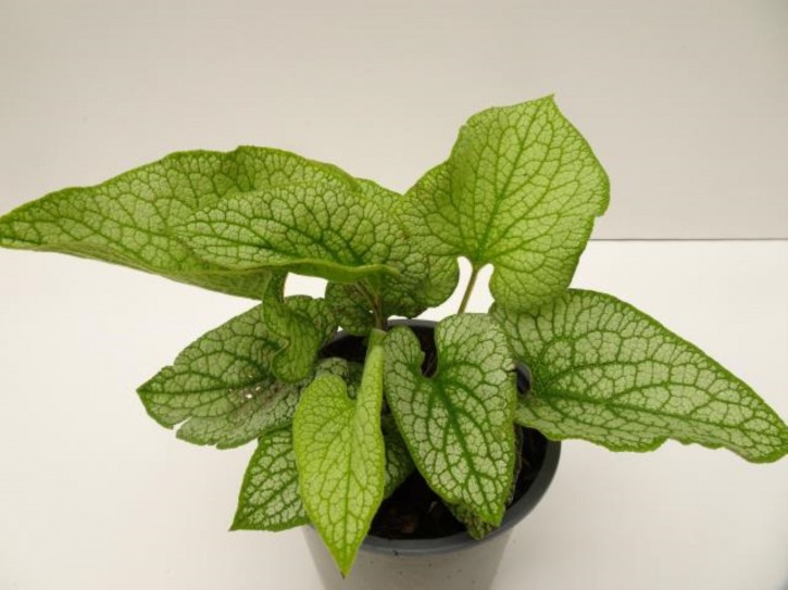 Brunnera macroyphylla 'Jack Frost'   T 13