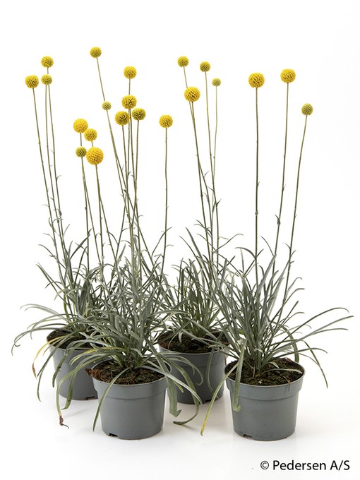 Craspedia globosa 'Golf Beauty' T 12,5