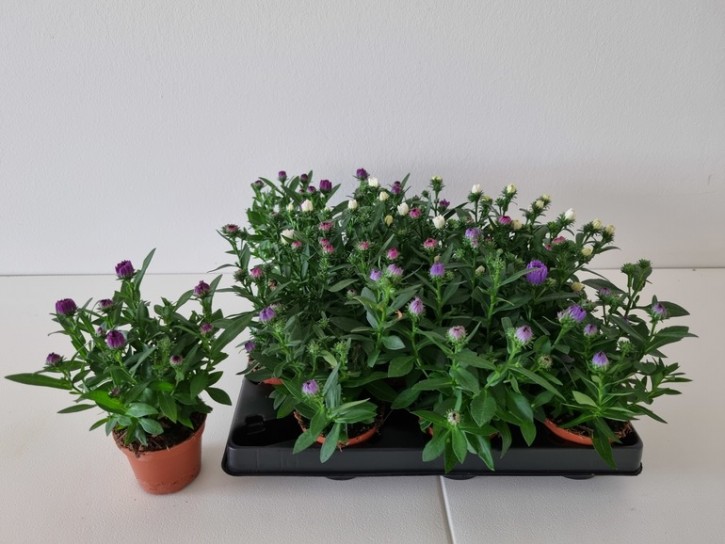Aster-Hybriden 'Regent'   T 6  MINI MIX