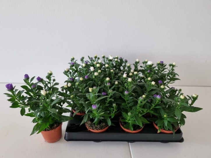Aster-Hybriden 'Regent'   T 6  MINI DUO