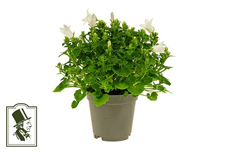 Campanula haylodgensis T 5,5 'White Get Mee'   MINI